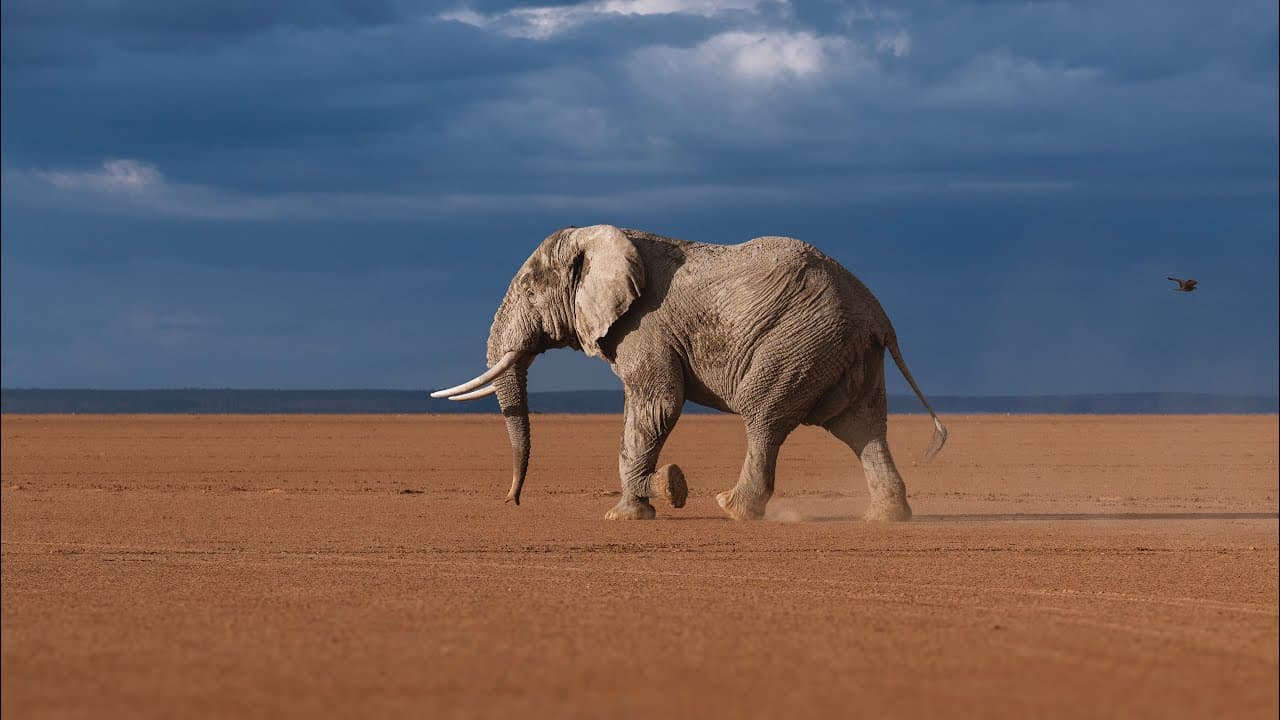 رحلة في البراري